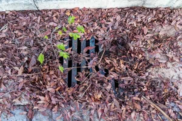 Cost of Yard Drain Unclogging in San Rafael